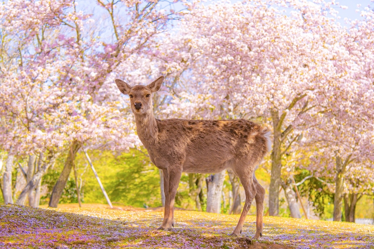 奈良公園