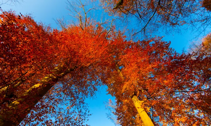 清遠郊野入秋後林木轉色的一景 清遠郊野入秋後林木轉色的一景