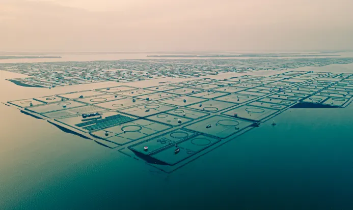 陽澄湖大閘蟹養殖水域的秋日風光 陽澄湖大閘蟹養殖水域的秋日風光