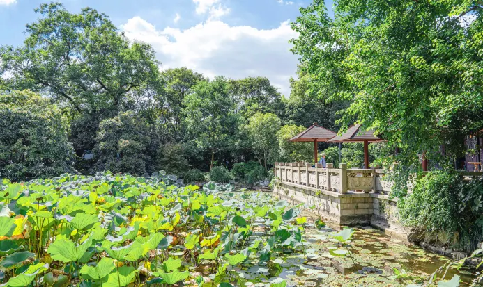 桂林公園秋日金黃銀杏與中式園林