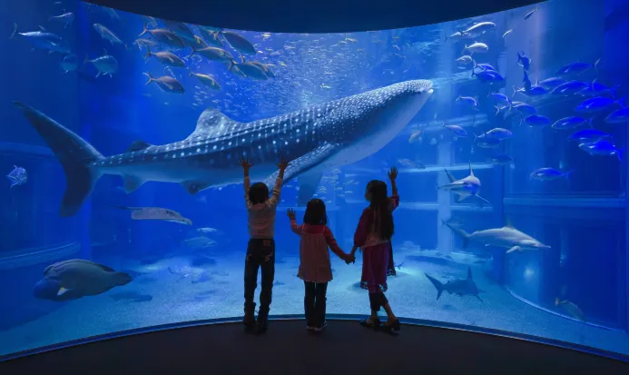 大阪海遊館中央大水槽
