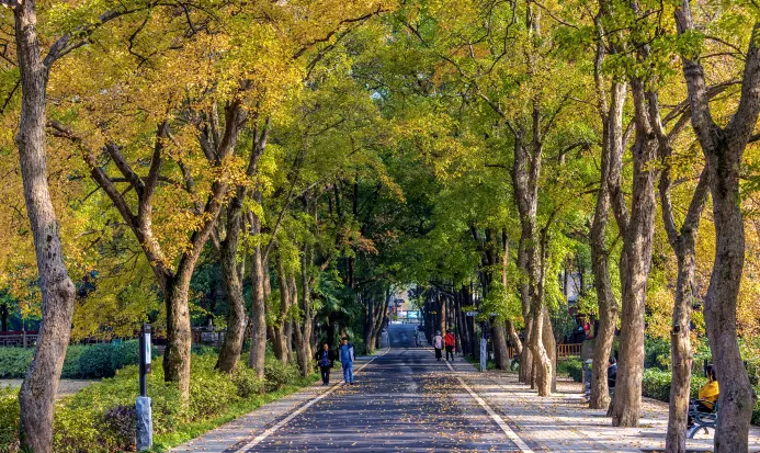 武漢東湖磨山景區秋天紅葉景色 武漢東湖磨山景區秋天紅葉景色