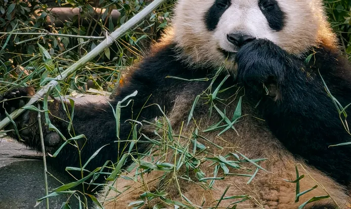 成都大熊貓繁育研究基地的大熊貓 成都大熊貓繁育研究基地的大熊貓