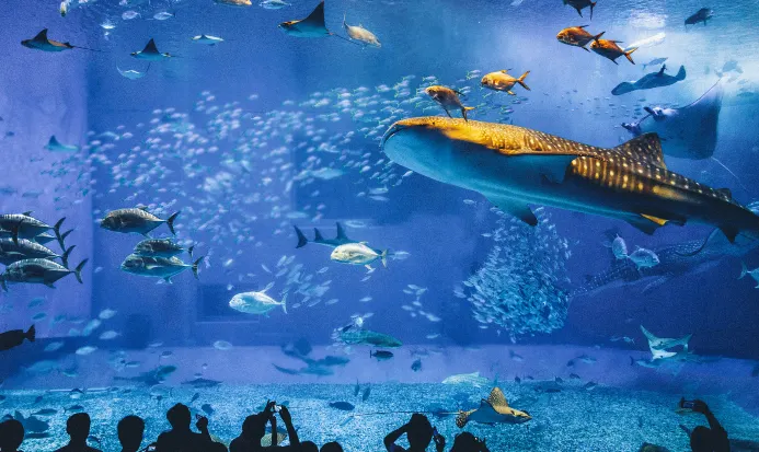 沖繩美麗海水族館,位於本部町海洋博公園內 沖繩美麗海水族館,位於本部町海洋博公園內