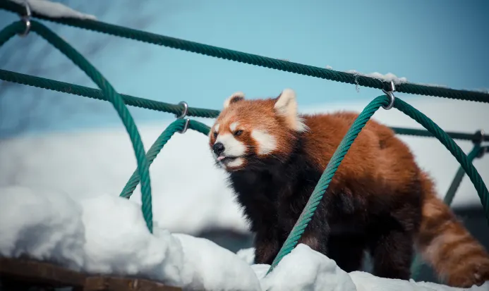 旭川市旭山動物園入口一帶