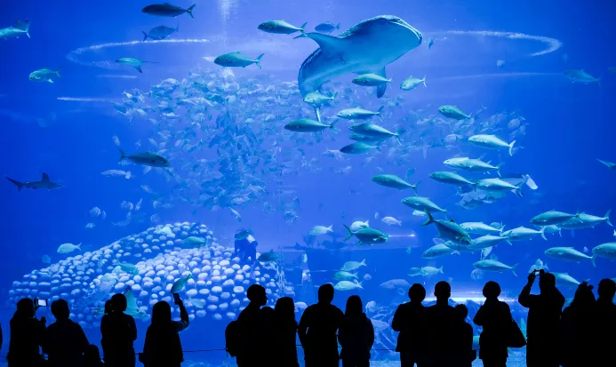 珠海長隆海洋王國的海底世界展館 珠海長隆海洋王國的海底世界展館