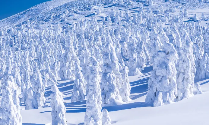 藏王樹冰被冰雪包覆的雪怪奇景