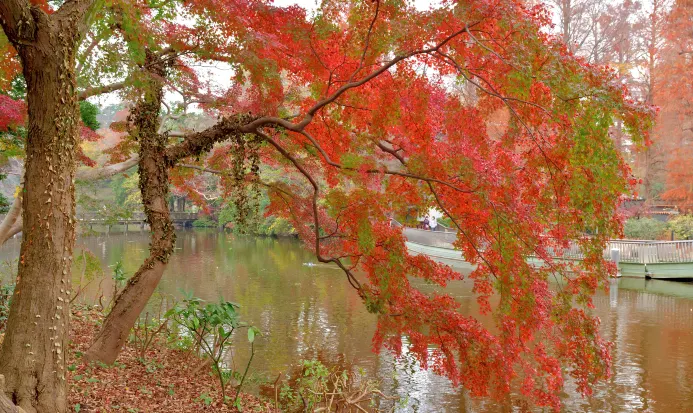 東京井之頭恩賜公園紅葉美景 東京井之頭恩賜公園紅葉美景