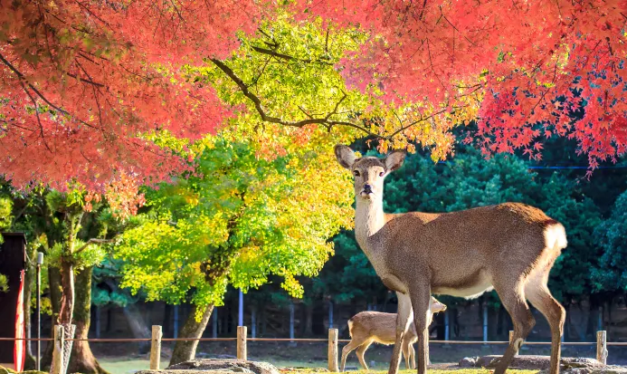奈良公園楓葉與鹿群 奈良公園楓葉與鹿群