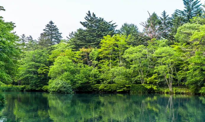 輕井澤雲場池秋日紅葉倒影