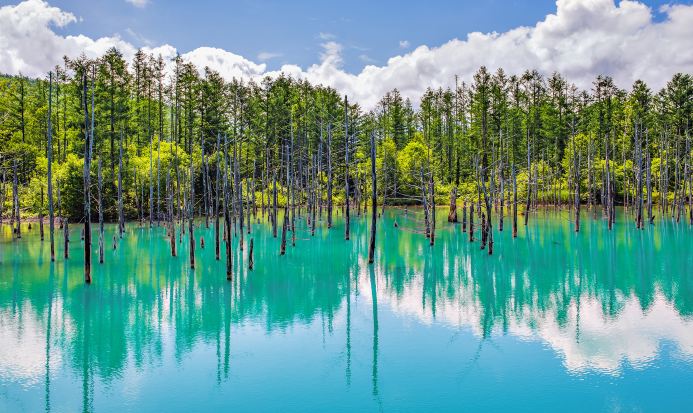 美瑛青池夢幻藍色湖水與夏日綠葉映襯 美瑛青池夢幻藍色湖水與夏日綠葉映襯