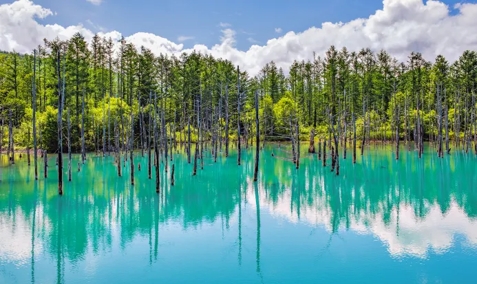 美瑛青池秋季景色 美瑛青池秋季景色