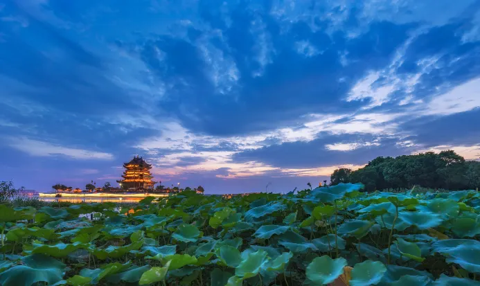 陽澄湖湖畔的荷塘與水鄉景色 陽澄湖湖畔的荷塘與水鄉景色