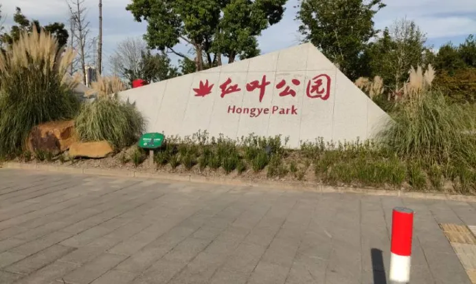 東平國家森林公園秋日水杉林全景
