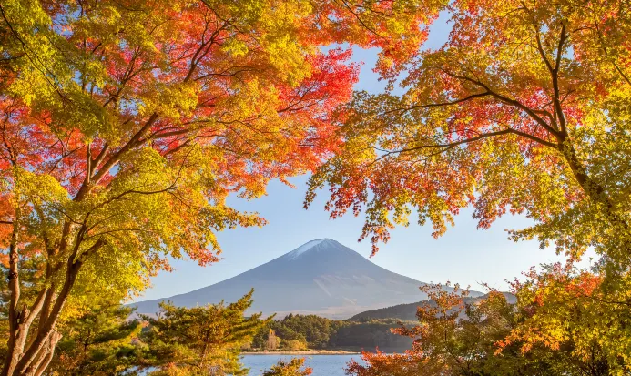 河口湖畔的秋日楓葉景色 河口湖畔的秋日楓葉景色