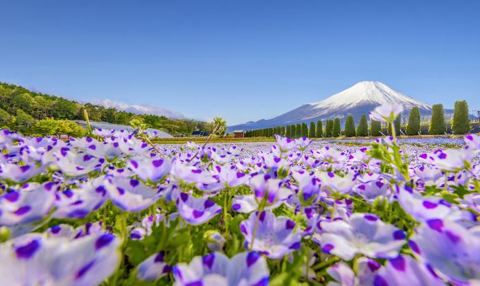 初夏花海勝景