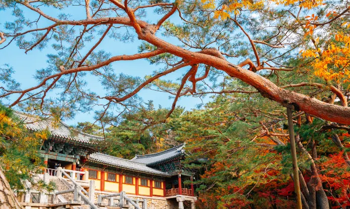 慶州佛國寺的秋季紅葉景緻 慶州佛國寺的秋季紅葉景緻