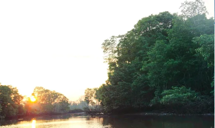 汶萊河紅樹林與河岸灘塗 汶萊河紅樹林與河岸灘塗