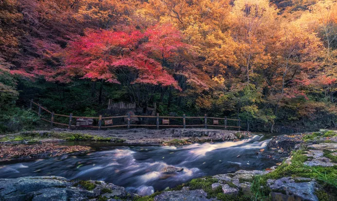 本溪關門山國家森林公園的秋季楓紅景緻 本溪關門山國家森林公園的秋季楓紅景緻