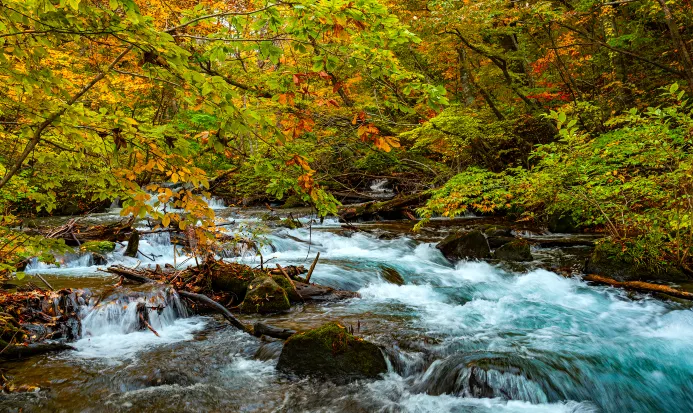 奧入瀨溪流沿岸的秋季紅葉 奧入瀨溪流沿岸的秋季紅葉