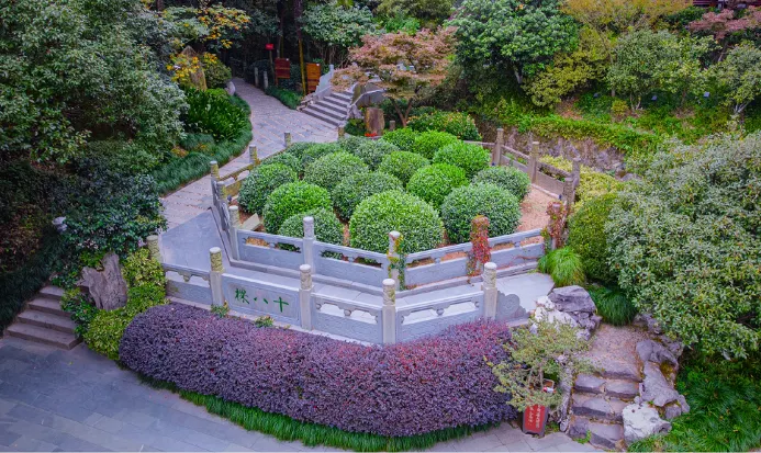 老龍井十八棵御茶園古茶樹景觀 老龍井十八棵御茶園古茶樹景觀
