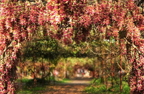 清远市（市花）禾雀花基地