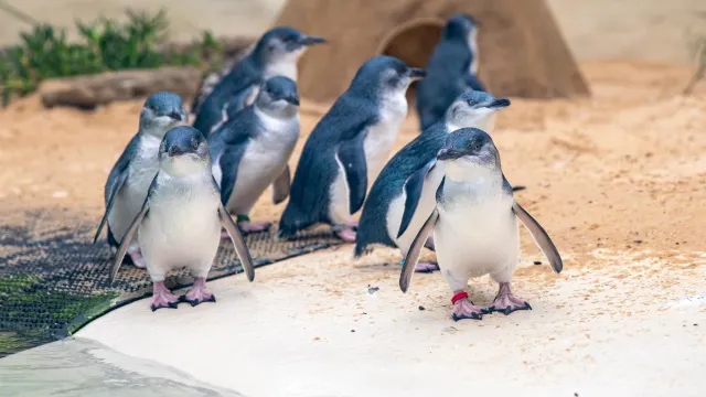 Phillip Island Penguin Parade