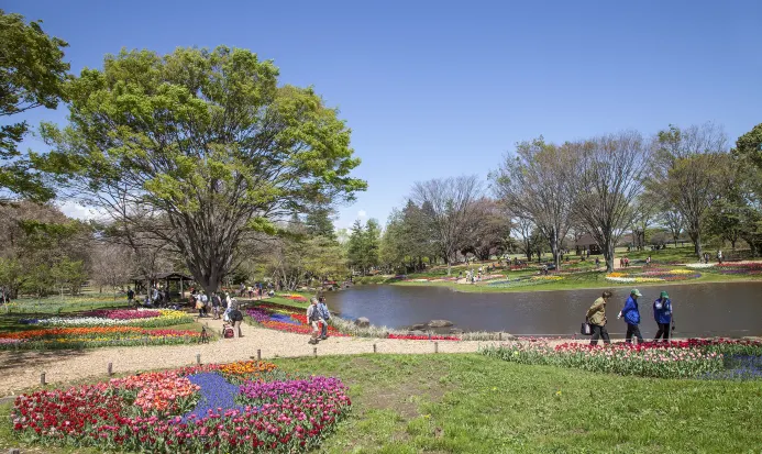國營昭和記念公園的花海景色 國營昭和記念公園的花海景色