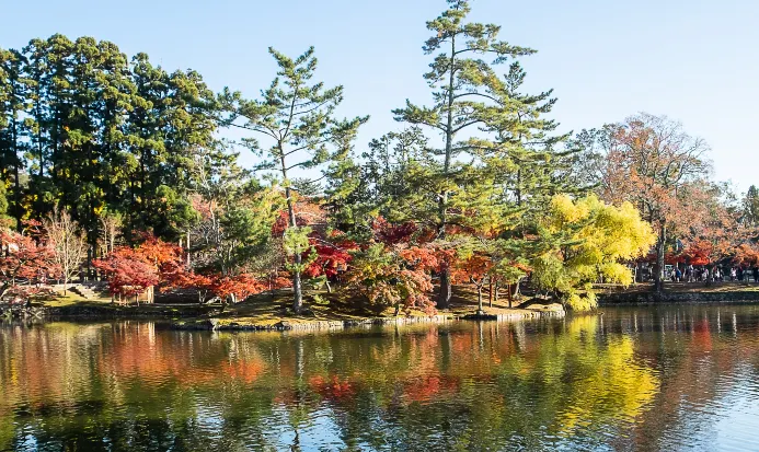 奈良公園秋日風景與自由漫步的鹿群