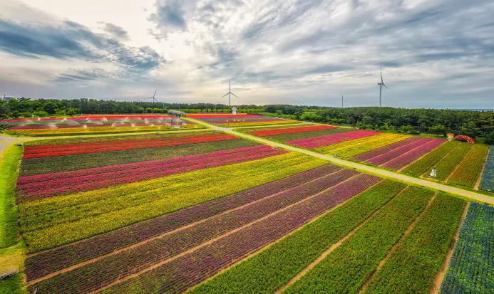 富田農場一帶嘅花田風景 富田農場一帶嘅花田風景