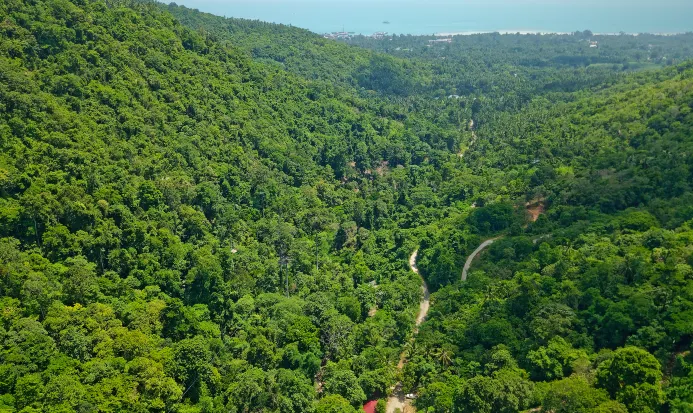 台中梨山一帶的山林與道路 台中梨山一帶的山林與道路