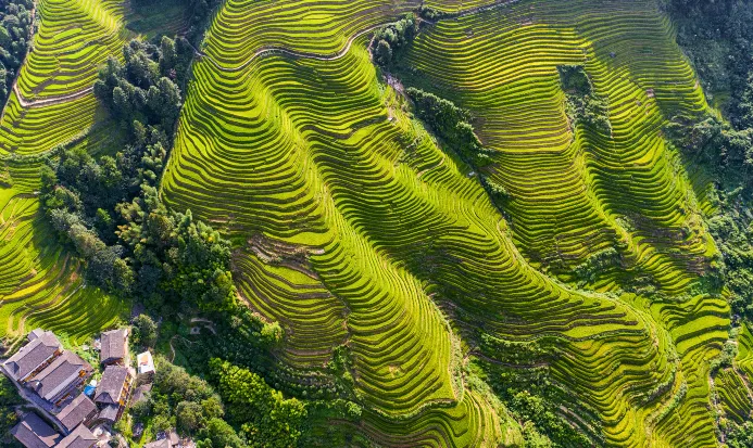 龍脊梯田層層金稻從山腳盤繞至山頂的壯觀秋色 龍脊梯田層層金稻從山腳盤繞至山頂的壯觀秋色