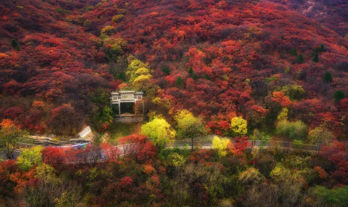 濟南紅葉谷秋季滿谷紅葉的景緻 濟南紅葉谷秋季滿谷紅葉的景緻