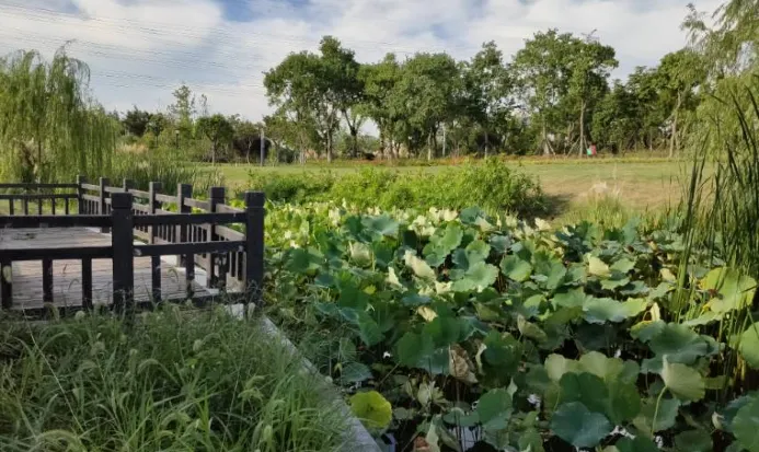 上海辰山植物園秋季銀杏大道景觀