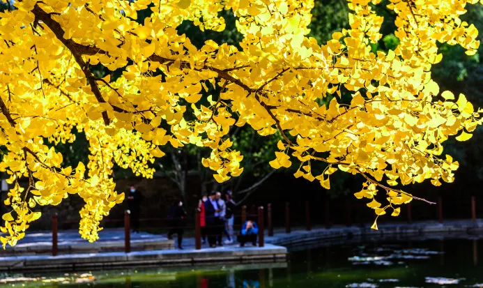 北京香山公園銀杏與中式建築相映成趣