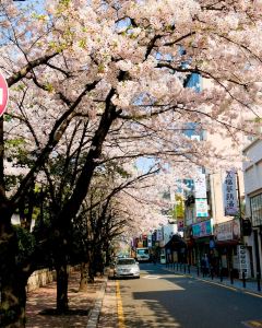 【釜山樂天酒店】釜山 4-7天自由行套票