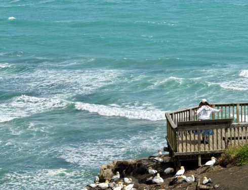 3日2晚  · 紐西蘭北島＋懷托摩螢火蟲洞＋霍比特村｜8人精品小團