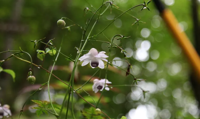 輕井澤植物園秋景