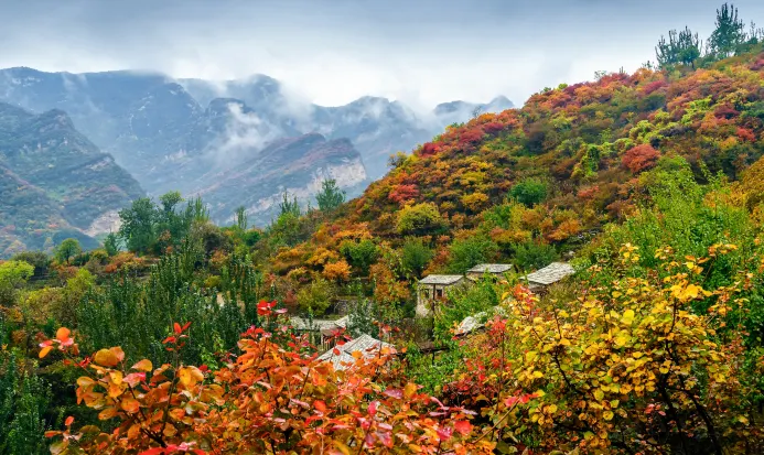 北京坡峰嶺漫山遍野的黃櫸紅葉