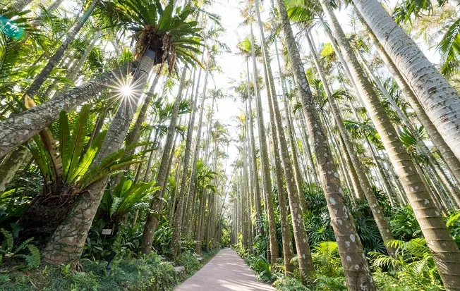 沖繩東南植物樂園的熱帶園景與晚間燈會適合親子同遊 沖繩東南植物樂園的熱帶園景與晚間燈會適合親子同遊
