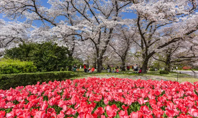 京都府立植物園的花壇與庭園景色 京都府立植物園的花壇與庭園景色
