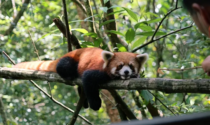 普洱太陽河國家森林公園以犀牛保育同森林體驗見稱