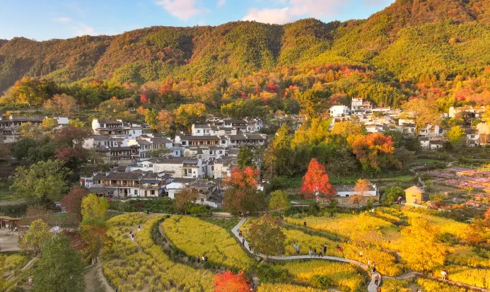 塔川秋日紅葉與徽派古村相映 塔川秋日紅葉與徽派古村相映
