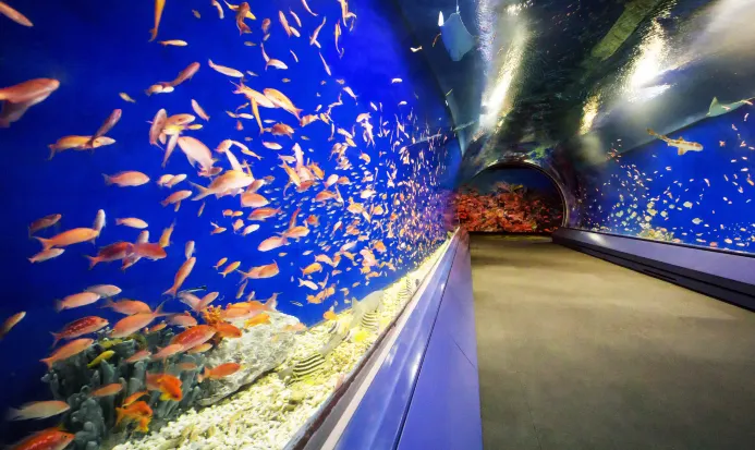 大阪海遊館海洋生物