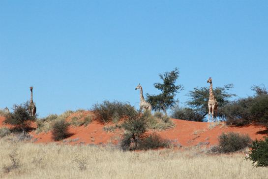 野生動物的天堂~埃托沙國家公園