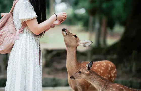高明盈香生態園