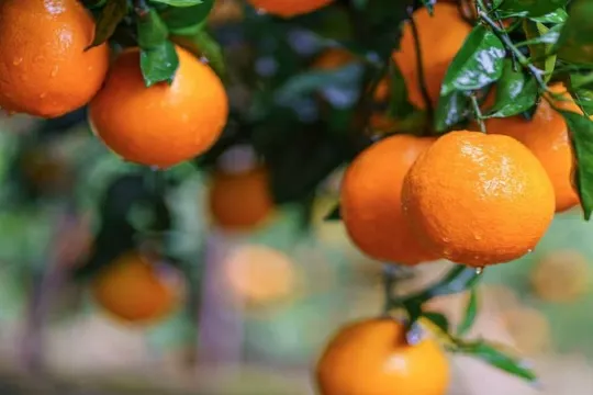 果園採摘和橙