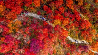 《深秋秘景~黃金銀杏林+紅葉之鄉+大閘蟹》【「蟹」逅金秋~任食秋冬大閘蟹盛宴】【福果養生老鴨湯+梅嶺鵝王宴】保證入住獨立別墅星空玻璃房 韶關美景純玩3天團