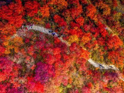 韶關3天團·《深秋秘景~黃金銀杏林+紅葉之鄉+大閘蟹》保證入住獨立別墅星空玻璃房【「蟹」逅金秋~任食秋冬大閘蟹盛宴】【福果養生老鴨湯+梅嶺鵝王宴】 韶關美景純玩3天團