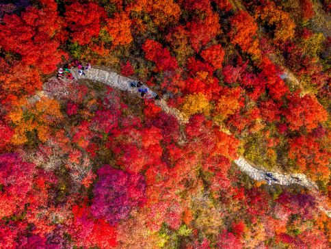 韶關3天團·《深秋秘景~黃金銀杏林+紅葉之鄉+大閘蟹》保證入住獨立別墅星空玻璃房【「蟹」逅金秋~任食秋冬大閘蟹盛宴】【福果養生老鴨湯+梅嶺鵝王宴】 韶關美景純玩3天團